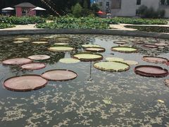 -白洋淀景区
