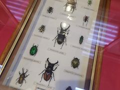 -上海大自然野生昆虫馆(东方明珠·爬宠昆虫探索中心)