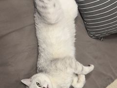 -猫十亿·布偶金渐层·曼基康矮脚猫舍(青年路店)