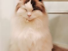 -遇见羊驼·奶狗咖·布偶猫咖·法斗柯基柴犬阿拉斯加(春熙路太古里IFS店)