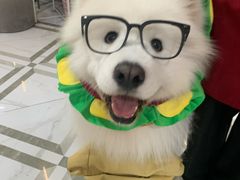 -星多哈·狗咖·拼豆·咖啡