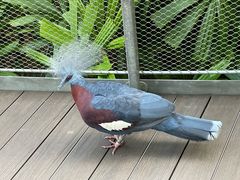 -新加坡飞禽公园