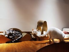 -有猫主题·治愈系猫咖(曾厝垵店)