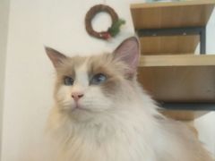 -共舞时光猫咖·狗咖(新街口店)