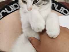 -关爱宠物医院·猫科中心·消化科(滨湖万达分院)