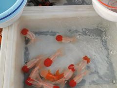 -中环花鸟鱼虫市场