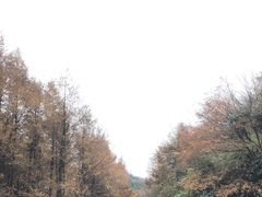 -山王坪喀斯特国家生态公园