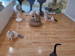 -momokira米努特·德文卷毛猫·棉花面纱犬