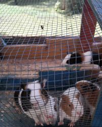 -萌宠亲子动物乐园(槐房万达店)