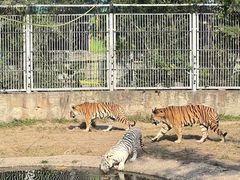 -西安秦岭野生动物园