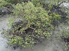 -北海金海湾红树林生态旅游区