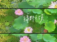 -沐仙湖湿地公园