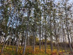 -翠湖国家城市湿地公园