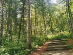 -五营红松林海景区