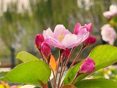 -海棠花溪(元大都城垣遗址公园)