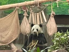 -灵玲国际马戏城