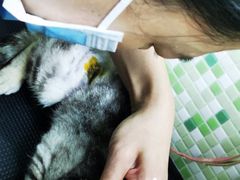 -瑞鹏宠物医院·微创内窥镜·骨外科·牙科(翠竹分院)
