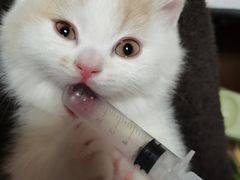 -欣宠猫屋·矮脚拿破仑·蓝金金渐层