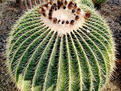 -北京植物园-展览温室