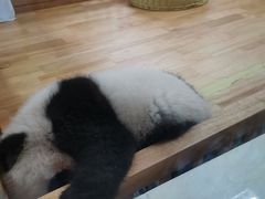 景点-成都大熊猫繁育研究基地