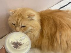 -猫咪派对(江南西店)