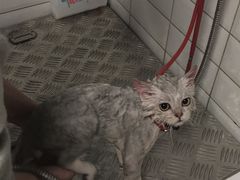 -帕帕拉兹宠物(亚洲旗舰店)