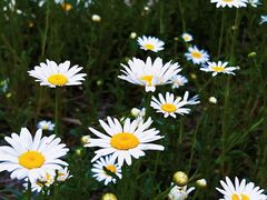 -汉长安城未央宫国家考古遗址公园