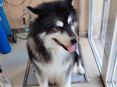 -宠福鑫康馨动物医院·骨科·眼科