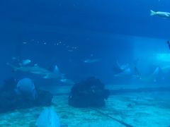 -海棠湾洲际-涛·海底餐厅·美人鱼·自助餐·海底隧道