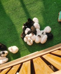 -萌宠亲子动物乐园(槐房万达店)