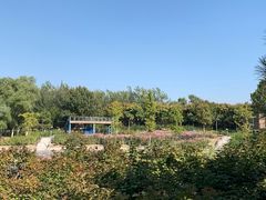 -大兴滨河森林公园