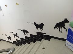 -创凡宠物医院·骨专科  猫科中心(西乡分院)