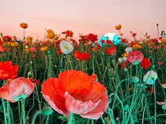 -海心沙亚运公园