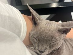 -琪喵猫屋·撸猫猫咖·猫舍