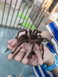 -Moni星球萌宠·小马宝莉·灵蛇·高端高阶全萌宠互动体验俱乐部(红豆国际广场店)