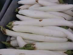 第一次见到白色的茄子-新海利海鲜城·41年珠海老字号(夏湾店)
