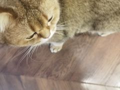 -蓝鲸·缅因猫舍