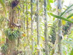 -中国科学院西双版纳热带植物园