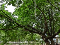 -成都市活水公园