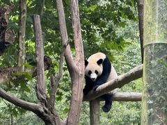 -都江堰中华大熊猫苑