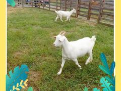 -前小桔亲子创意农场·草莓采摘·露营烧烤