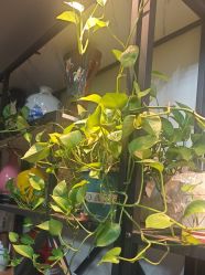 -冰岛刺青·手工耳饰品售卖·专业纹身