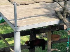 -西霞口神雕山野生动物世界