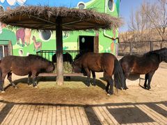 -鄂尔多斯野生动物园