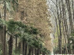 -合肥滨湖国家森林公园