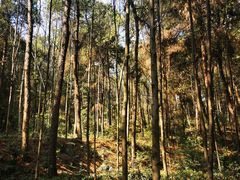 -铁山坪森林公园