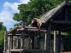 -上海野生动物园