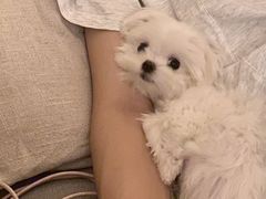 -熊小胖宠物生活馆(天华园店)