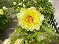 -莲花池公园