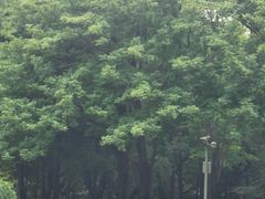 -清华大学-甲所餐厅